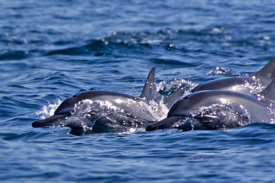 Muscat: Daymaniyat Islands Private Boat Tour with Snorkeling - Fishing near Fahal Island