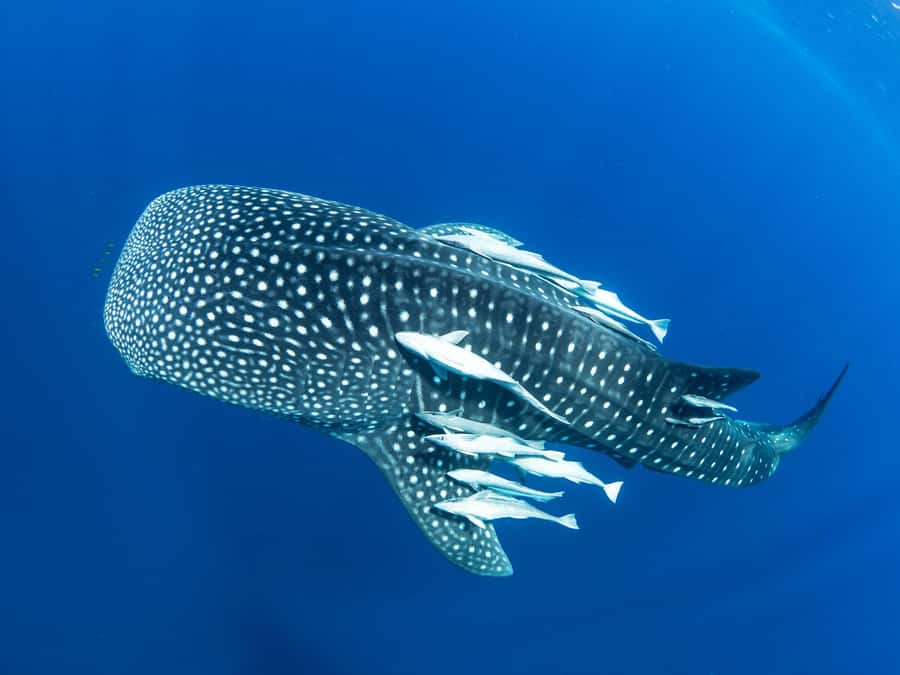 Muscat: Daymaniyat Islands Snorkeling Tour - Why the Daymaniyat Islands are worth your time