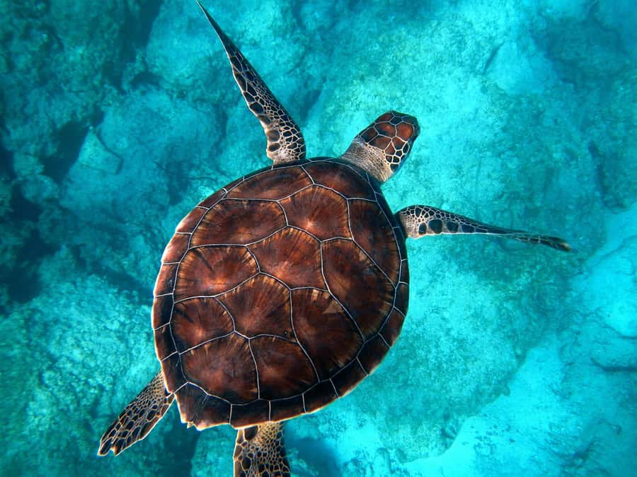 Muscat: Daymaniyat Islands Snorkeling Tour - The first snorkeling stop and the search for turtles
