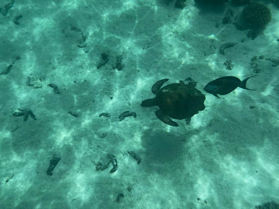 Muscat: Daymaniyat Islands Snorkeling Tour - Food on the boat makes the half-day easier