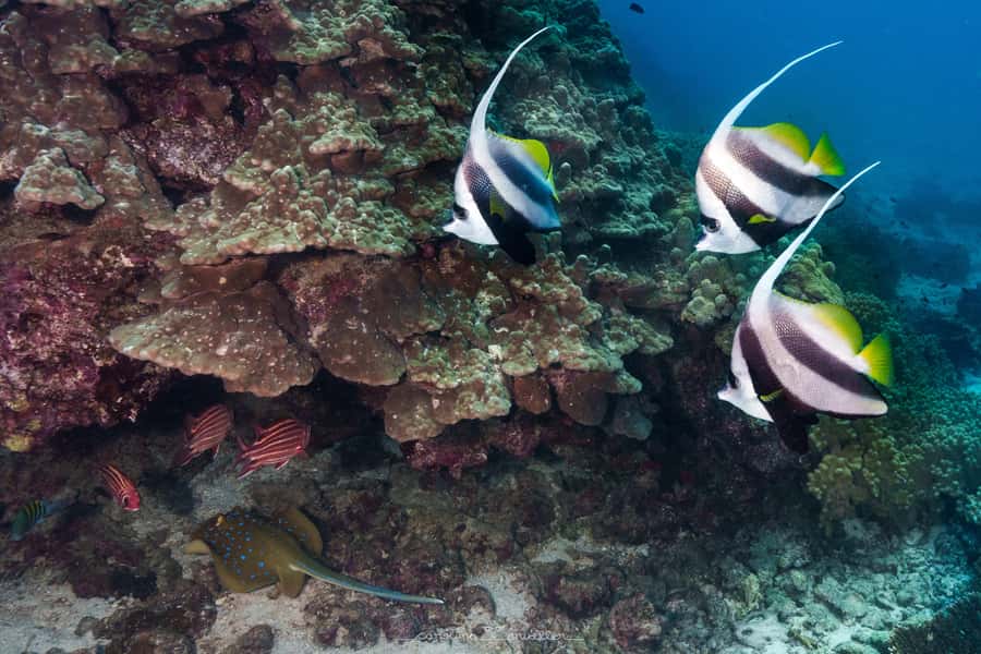 Muscat: Daymaniyat Islands Snorkeling Trip with BBQ Lunch - At a glance