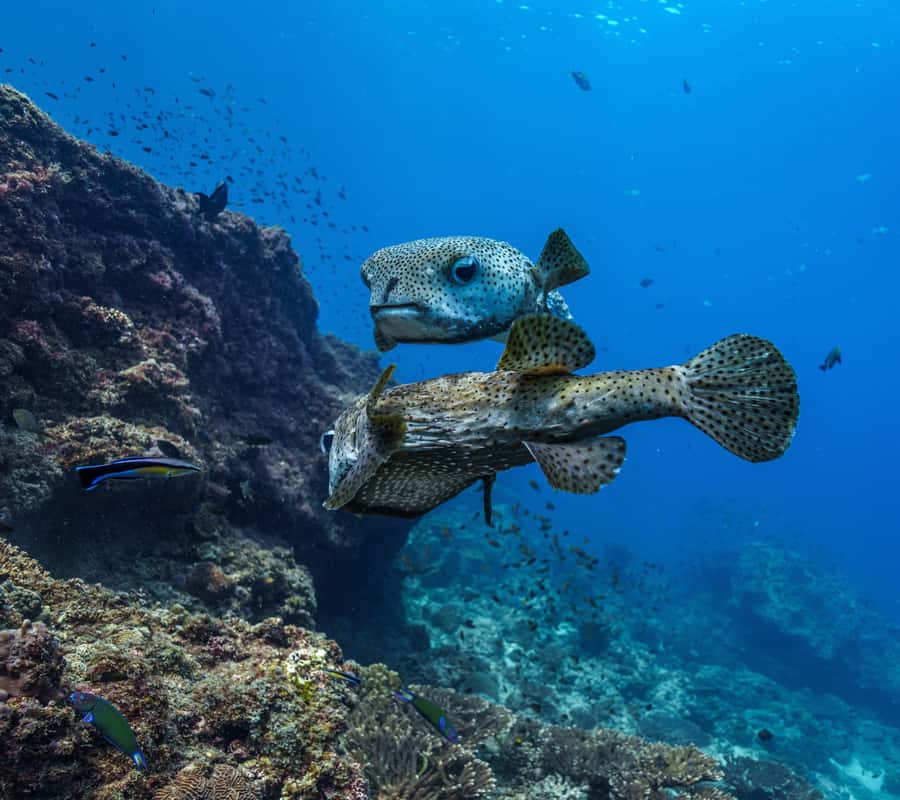Muscat: Daymaniyat Islands Snorkeling Trip with BBQ Lunch - Who should book this experience