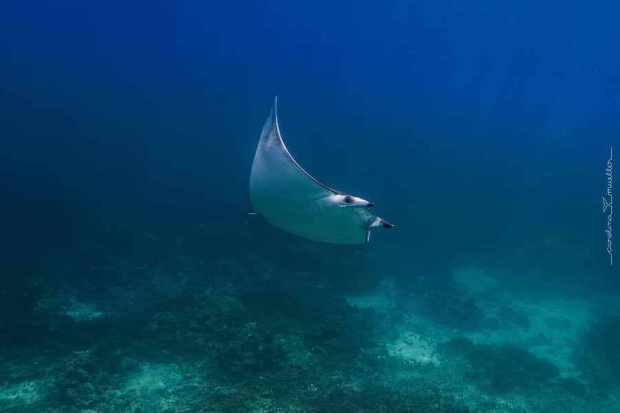 Muscat: Daymaniyat Islands Snorkeling Trip with BBQ Lunch - Practical tips for a better day