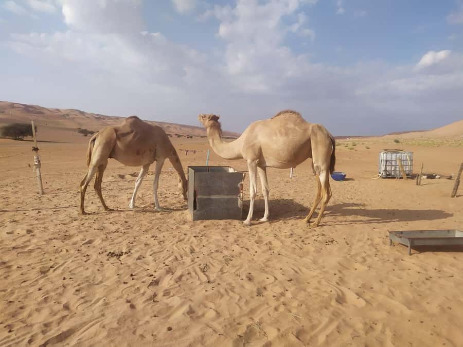 Muscat: Desert & Wadi Bani Khalid Tour with Quad Bike Option - Is $200 a fair price?