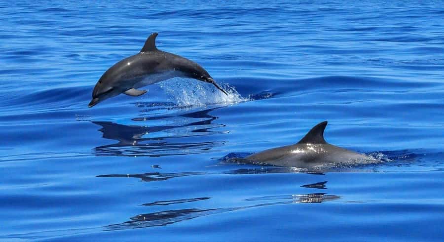 Muscat: Dolphin Watch & Snorkel Excursion - Why this Muscat boat trip works so well