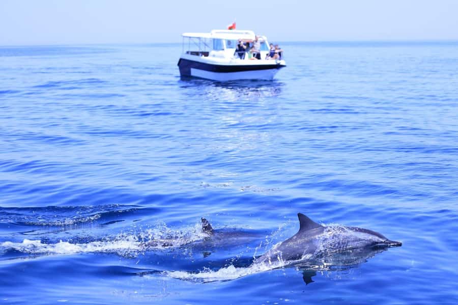 Muscat: Dolphin Watch & Snorkel Excursion - The van ride and Muscat’s coastal views