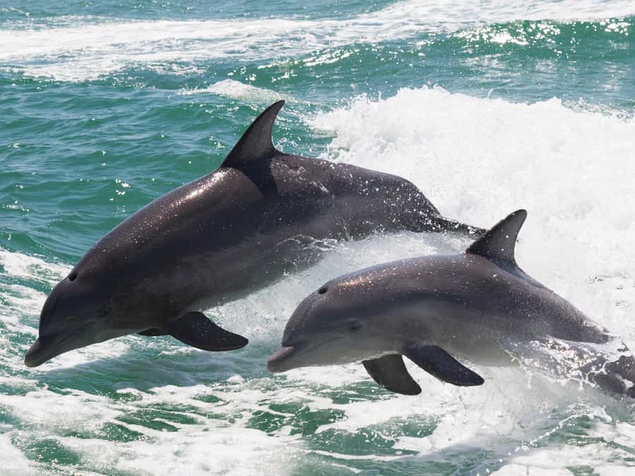 Muscat: Dolphin Watch & Snorkeling - What a Big Dolphin Sighting Feels Like