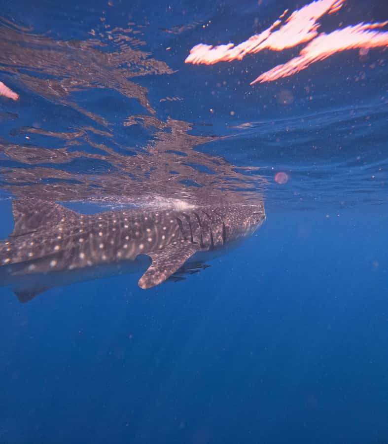 Muscat: Dolphin Watch & Snorkeling - Bandar Khairan’s Snorkeling Stop