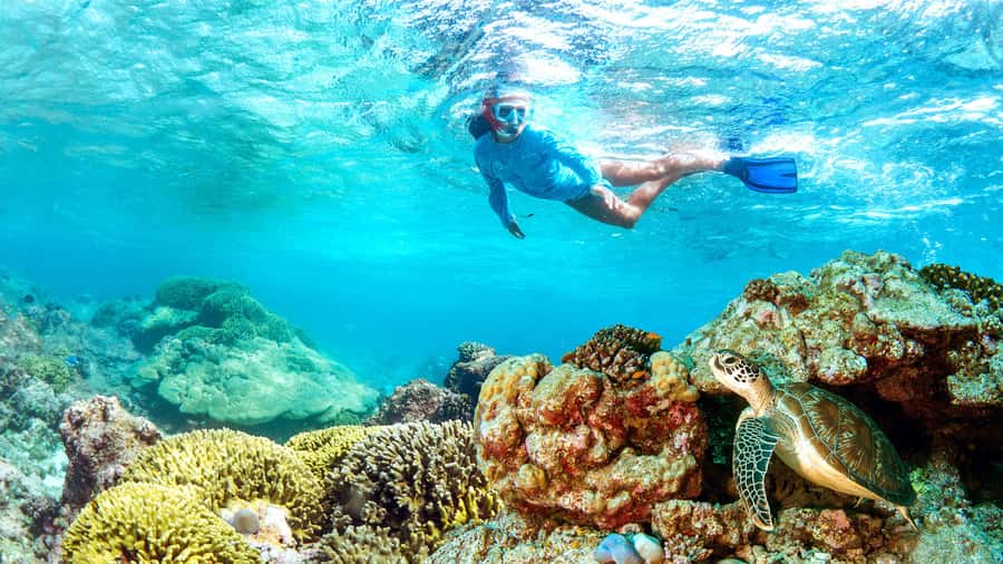Muscat: Dolphin Watching and Snorkeling Tour - Key points before you book