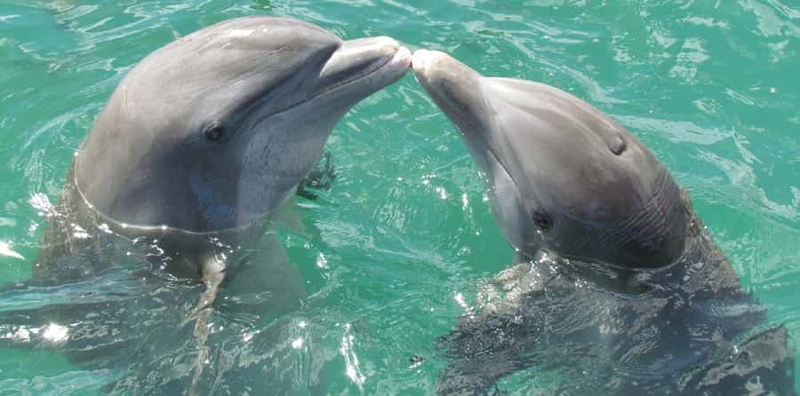 Muscat: Dolphin Watching and Snorkeling Tour - Who will enjoy this most