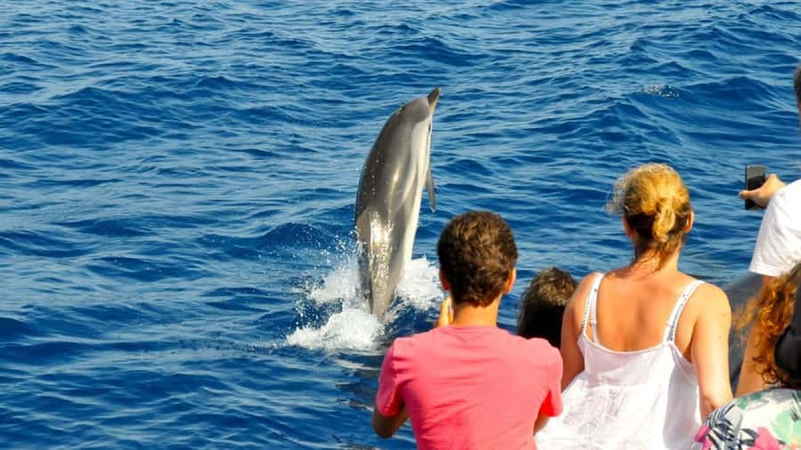 Muscat: Dolphin Watching and Snorkeling Tour - Practical preparation for the morning