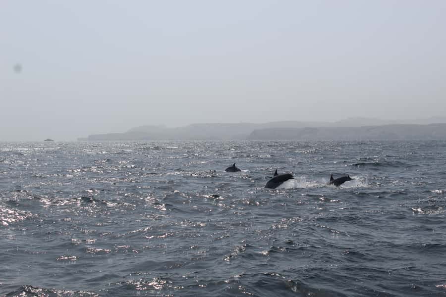 Muscat: Dolphin Watching and Snorkeling Tour By Speed Boat - Key points to know before booking