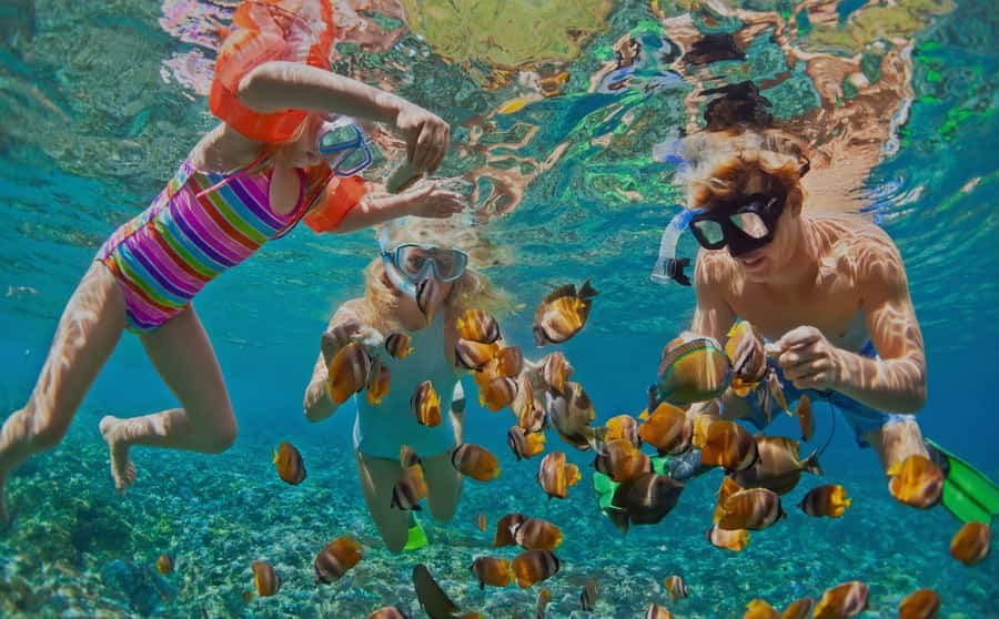 Muscat: Dolphin Watching and Snorkeling Tour - Muscat’s dolphin search is the main event