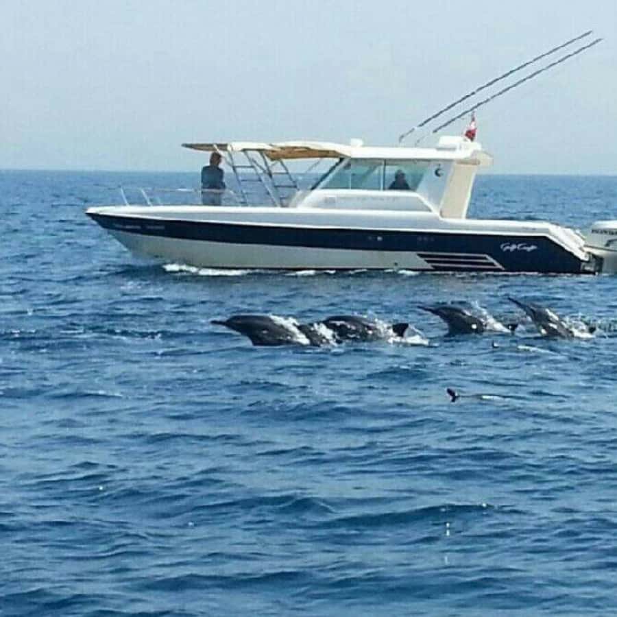 Muscat: Dolphin Watching and Snorkeling Trip - Key points to know before you book