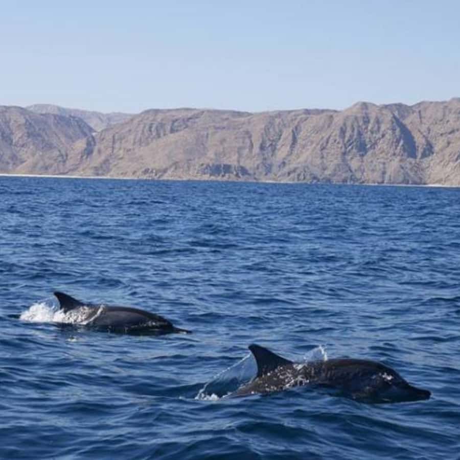 Muscat: Dolphin Watching and Snorkeling Trip - Should you book this dolphin and snorkeling trip?