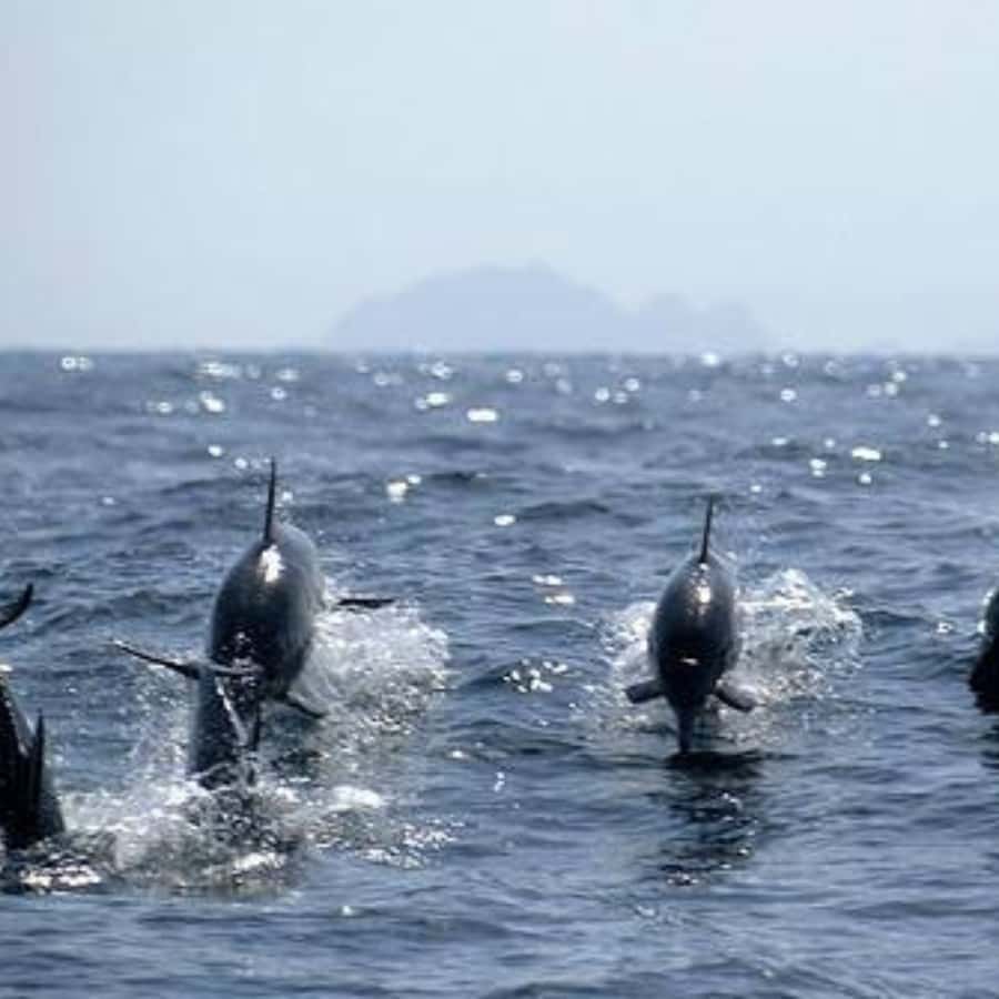 Muscat: Dolphin Watching and Snorkeling Trip - Two hours of dolphin watching off Muscat