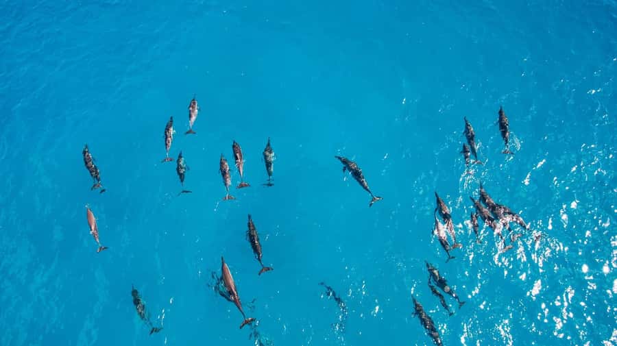 Muscat: Dolphin Watching Boat Amazing Trip - Should you book this dolphin trip?
