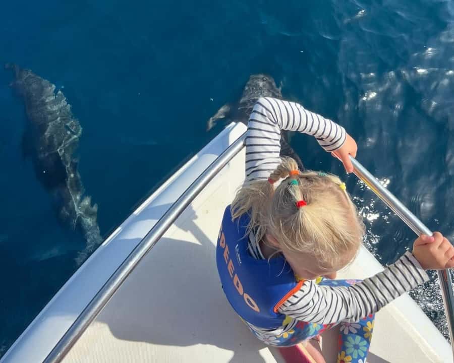 Muscat: Dolphin Watching Boat Amazing Trip - Two hours in search of wild dolphins