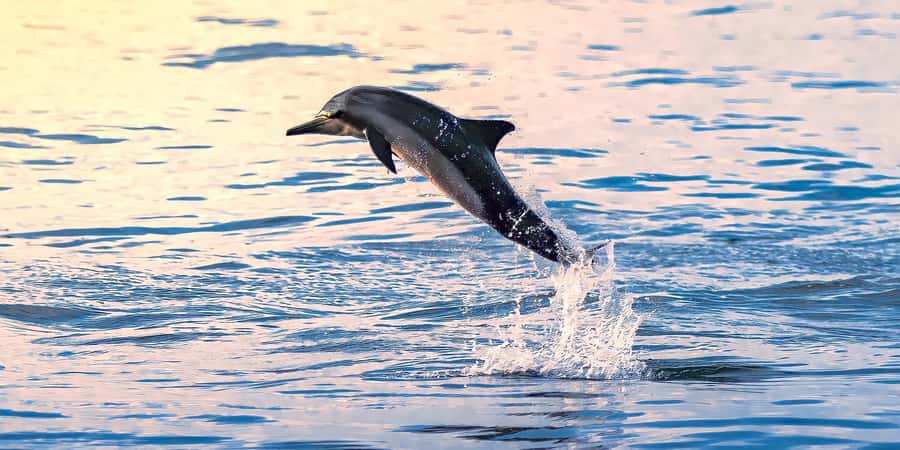 Muscat: Dolphin Watching Boat Tour - Setting out from Marina Bandar Al Rowdha