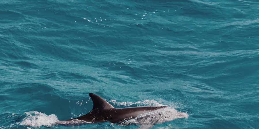 Muscat: Dolphin Watching Boat Tour - Finding dolphins in their natural habitat