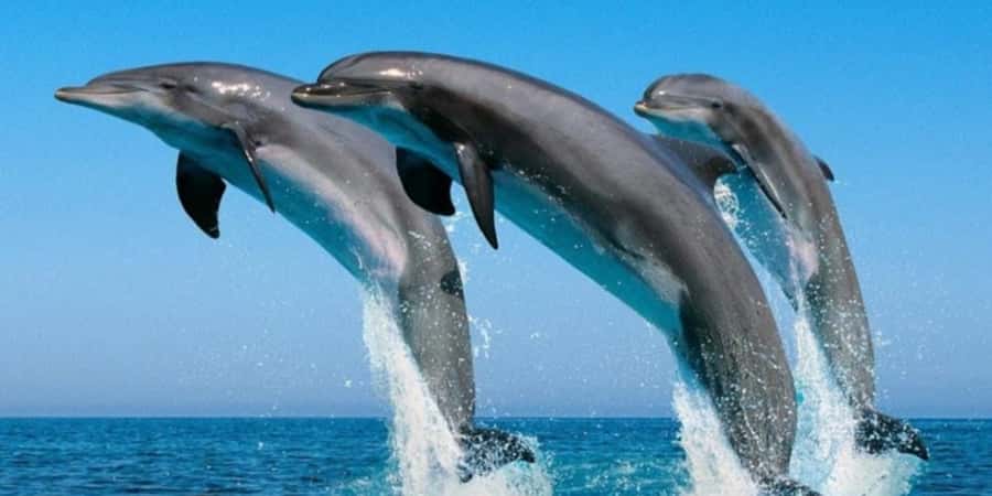 Muscat: Dolphin Watching Boat Tour - Two hours on the Arabian Sea
