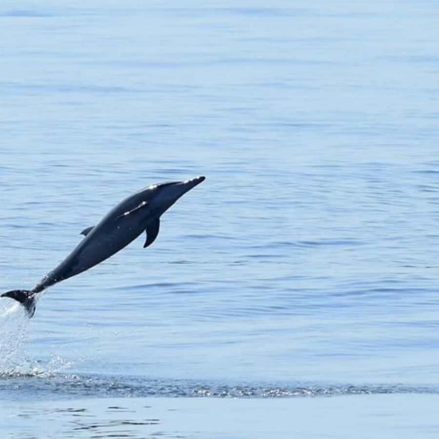 Muscat: Dolphin Watching Boat Trip with Snacks & Local Guide - Should you book the Muscat dolphin tour?