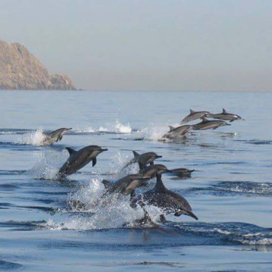 Muscat: Dolphin Watching Boat Trip with Snacks & Local Guide - Cruising past Arch Rock and Bustan Palace
