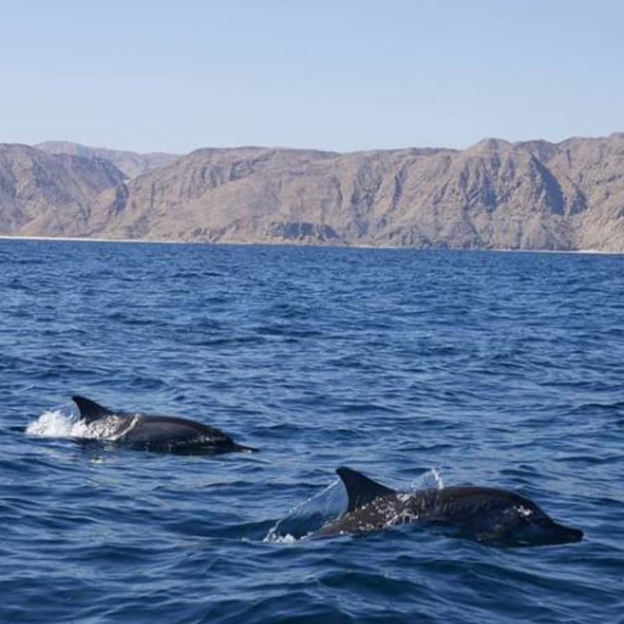 Muscat: Dolphin Watching Boat Trip with Snacks & Local Guide - A guide who explains the sea without overloading the trip