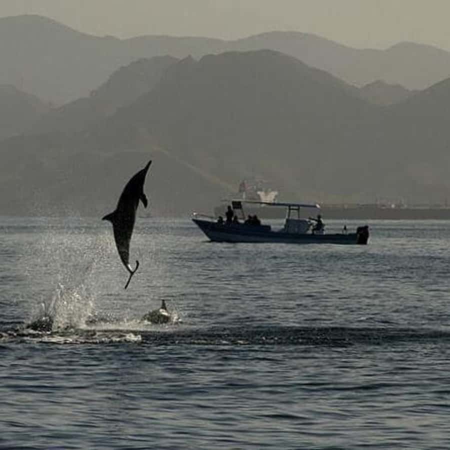 Muscat: Dolphin Watching Boat Trip with Snacks & Local Guide - Snacks, drinks, and comfort on a two-hour trip