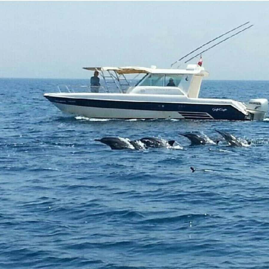 Muscat: Dolphin Watching Boat Trip with Snacks & Local Guide - What the $60 price gets you