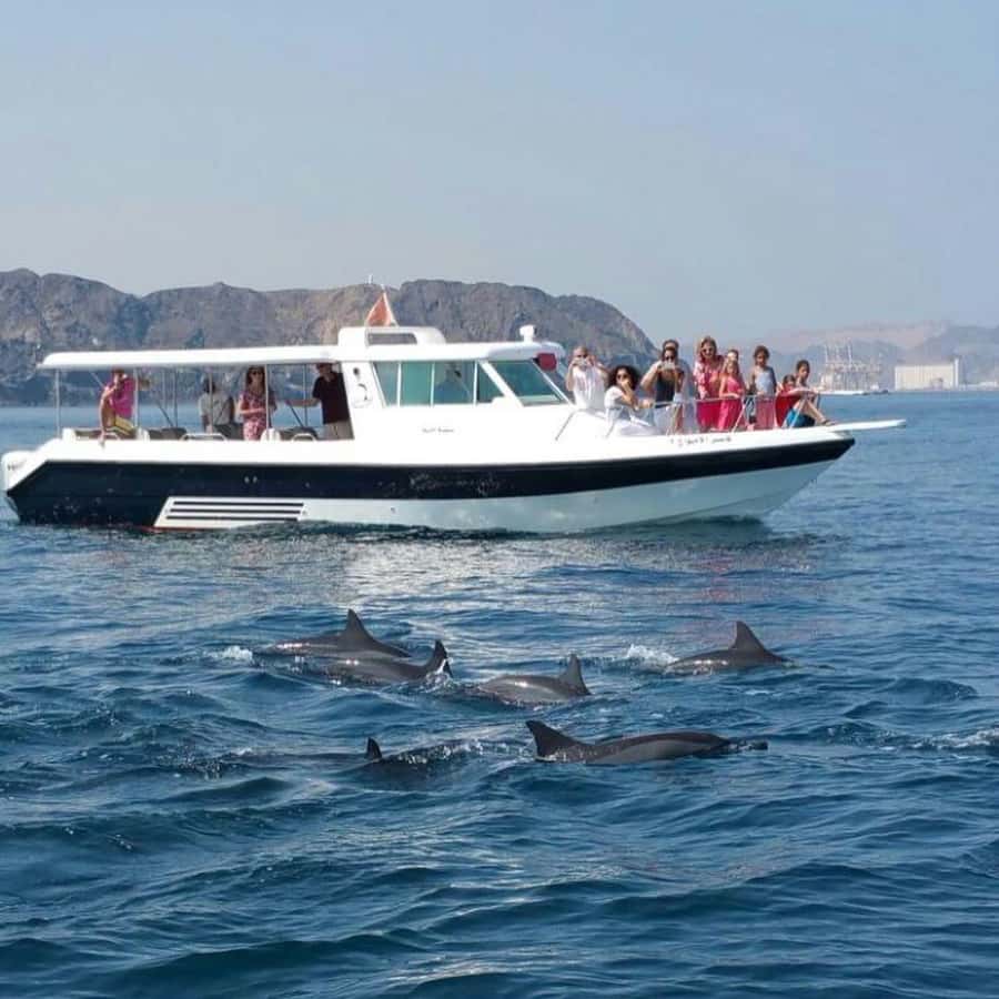 Muscat Dolphin Watching & Coastal Sightseeing Tour - Why Muscat is a good place to search for dolphins