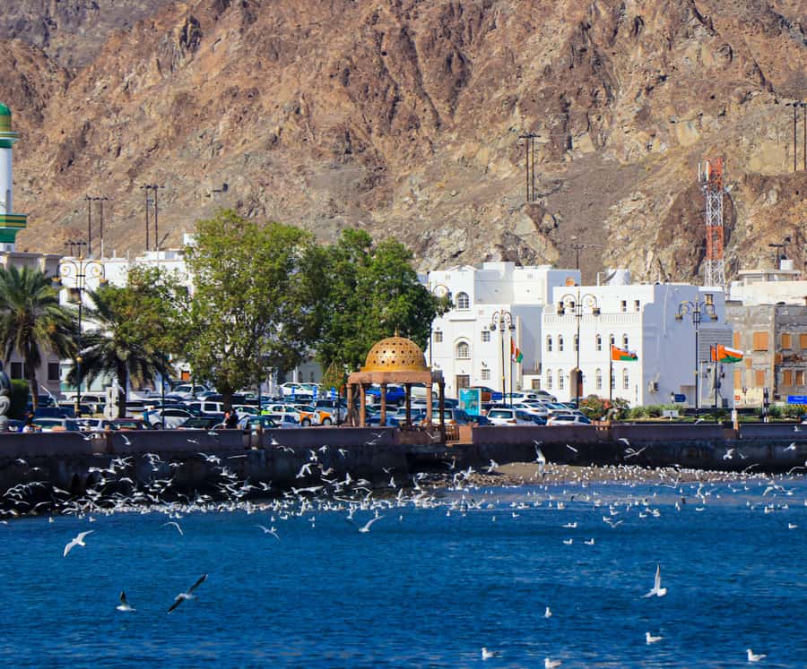Muscat highlights : Private Muscat City Tour.. - Timing, costs, and what is not included