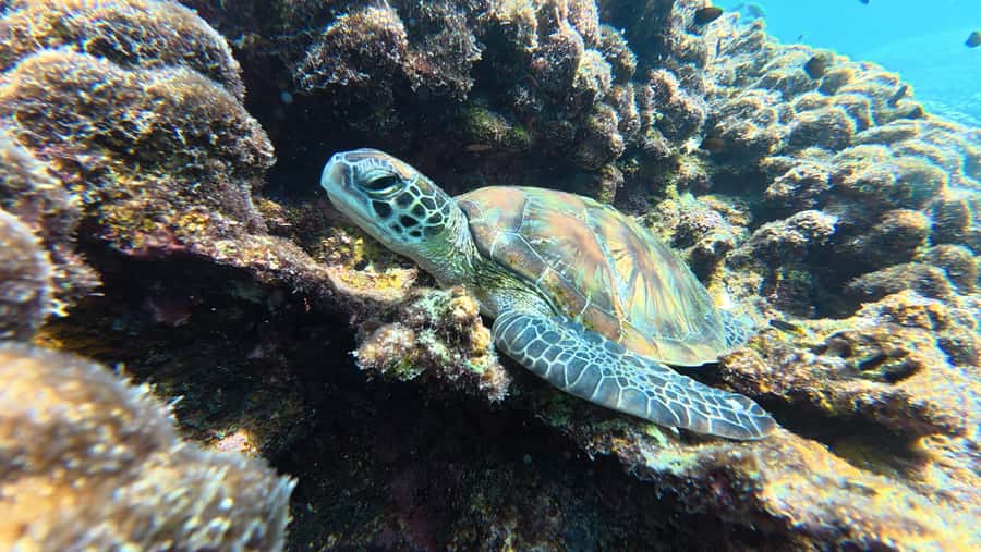 Muscat Oman: Snorkeling adventure to Daymaniyat Island - Key points before you book