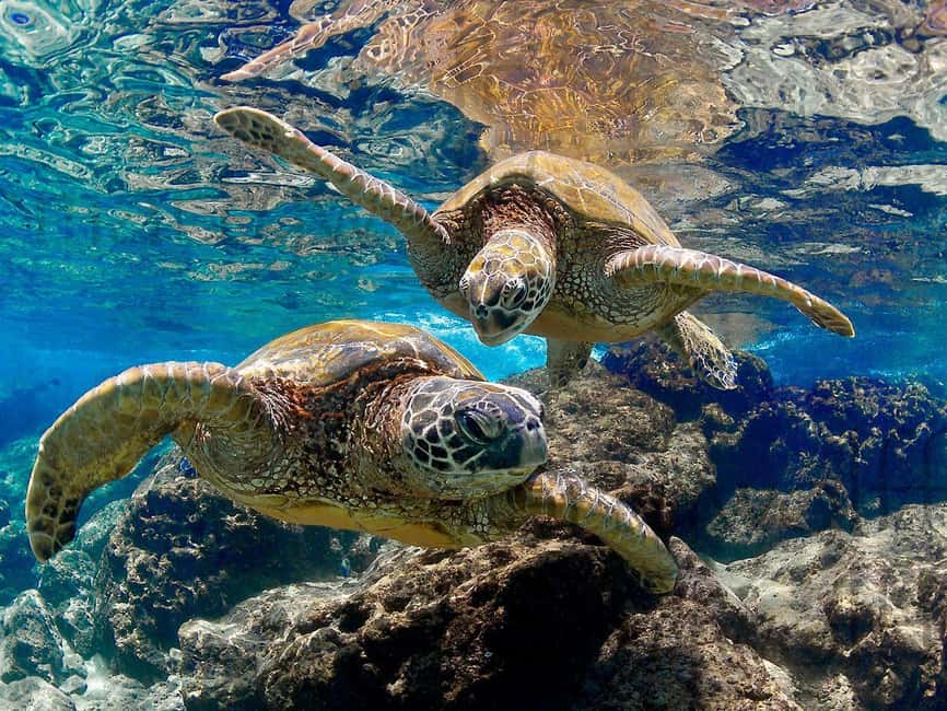 Muscat Oman: Snorkeling adventure to Daymaniyat Island - How the $76 price measures up