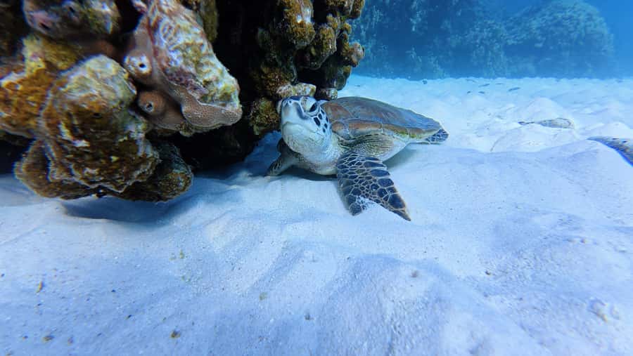 Muscat Oman: Snorkeling adventure to Daymaniyat Island - The Daymaniyat Islands Nature Reserve