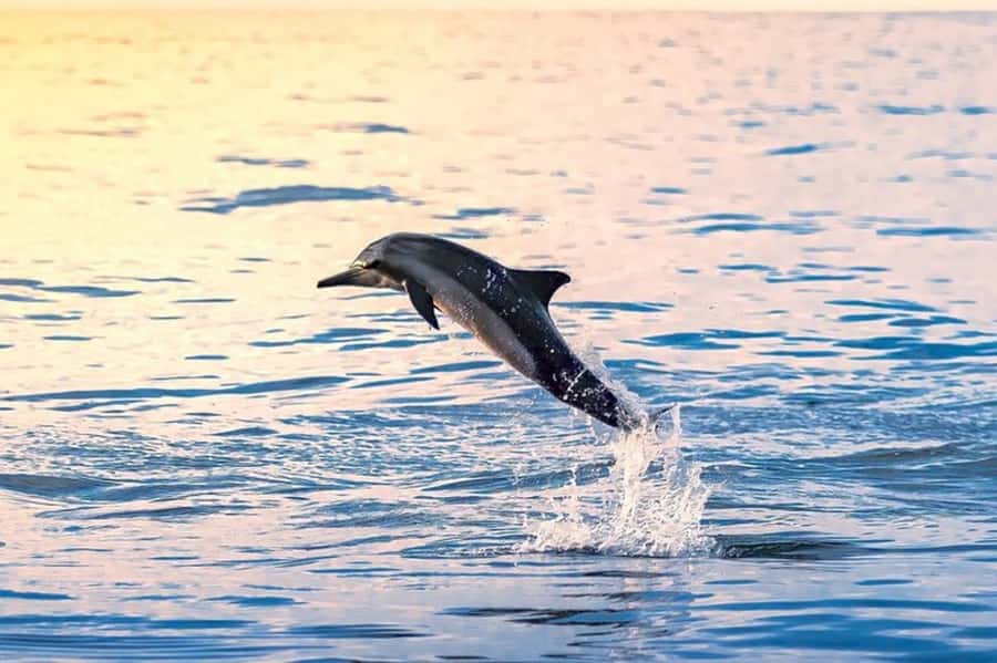 Muscat: Snorkeling and Dolphin Watching Tour - Dolphin watching in natural waters