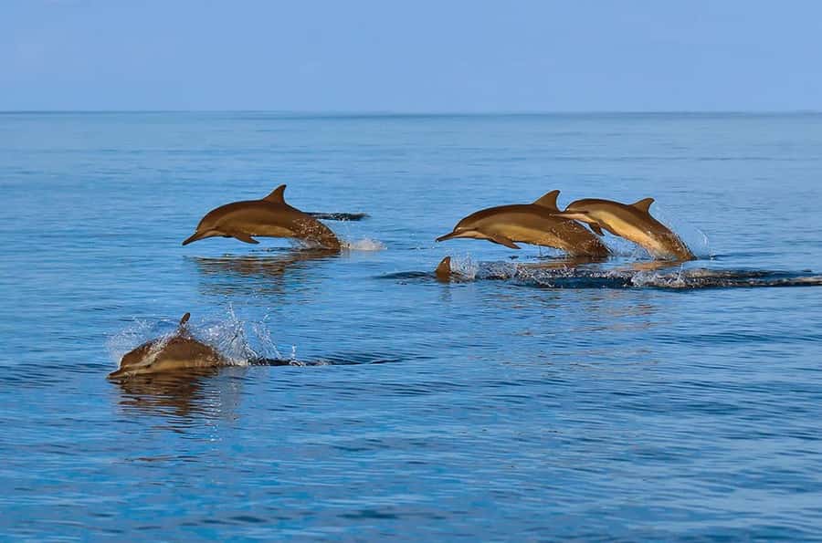Muscat: Snorkeling and Dolphin Watching Tour - What is included for the $50 price