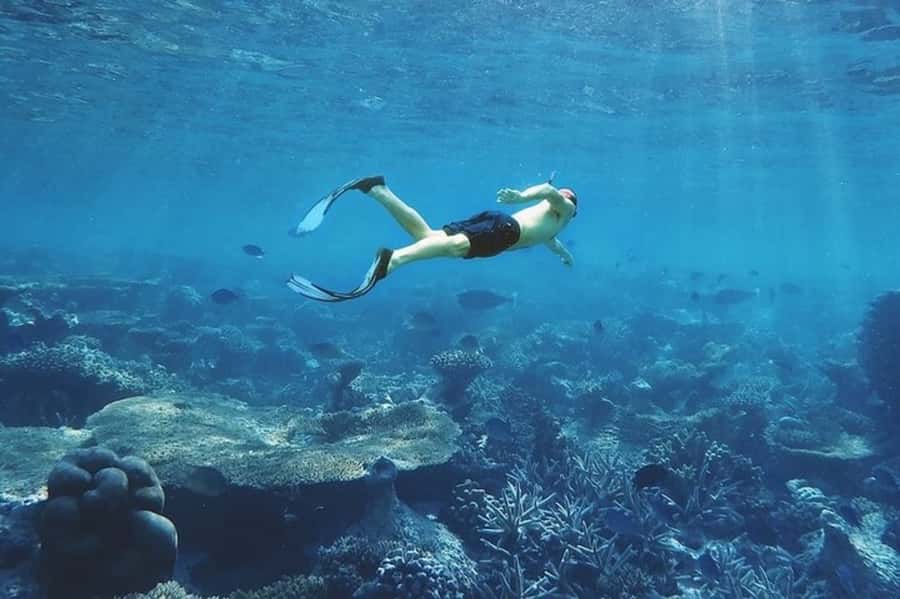 Muscat: Snorkeling and Dolphin Watching Tour - Who will enjoy this outing most