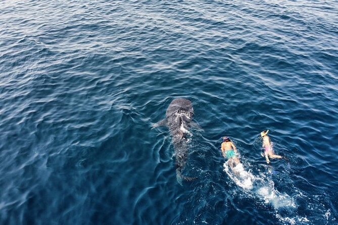 Muscat Snorkeling Trip to Daymaniyat Islands with BBQ lunch - Starting at 8:00 am in Al Mouj Marina