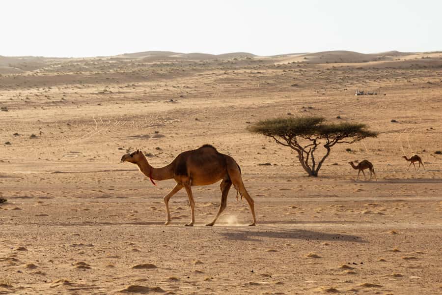 Muscat: Wadi Bani Khalid Oasis & Oman Desert Tour - Bedouin hospitality and local culture