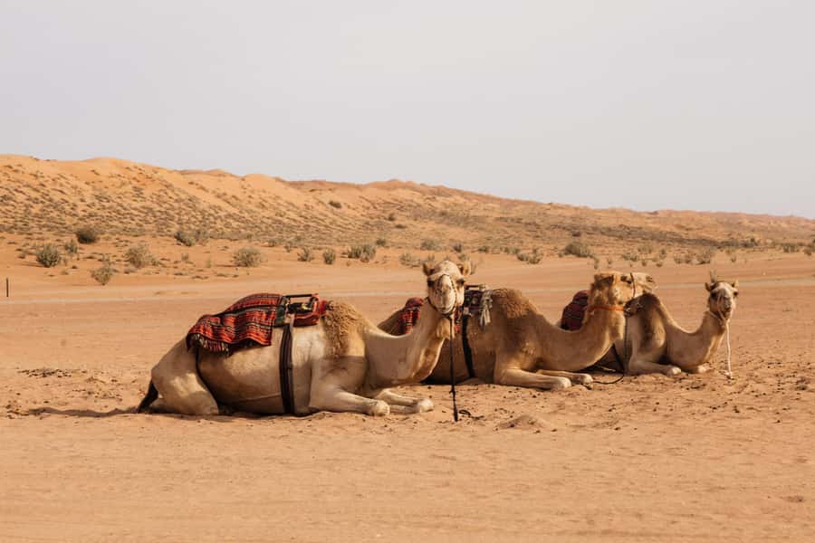 Muscat: Wadi Bani Khalid Oasis & Oman Desert Tour - Who should book, and who should think twice