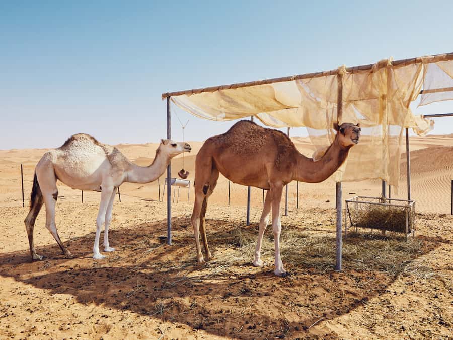Muscat: Wahiba Sands Desert Sunset Tour with Dinner - Four hours on the road from Muscat