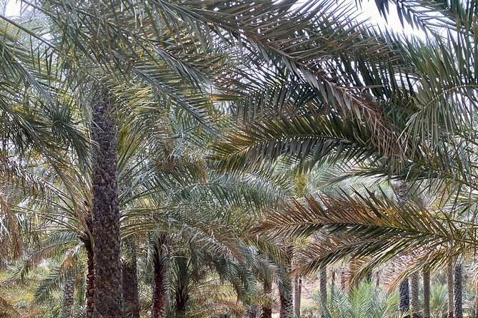 Old Nizwa authentic walks - What a private guide changes