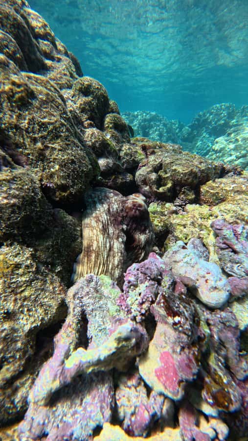 Oman: Daymaniyat Islands Visit and Snorkeling - The food break keeps the half-day moving
