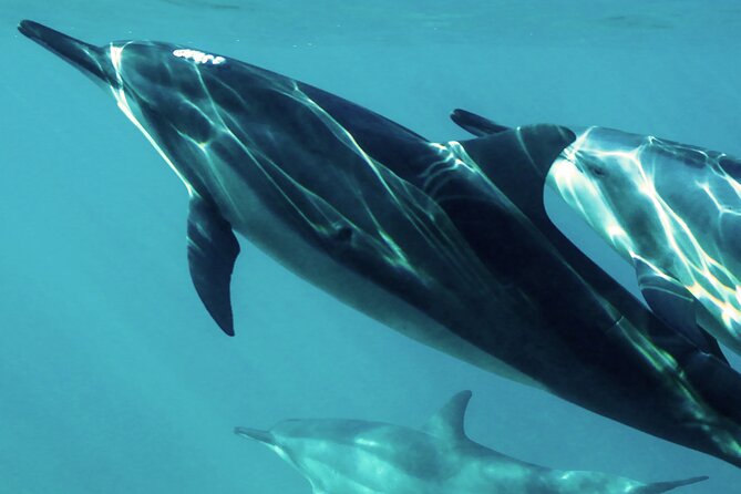 Oman Dolphin Watching Tours - Quick points to know before you book
