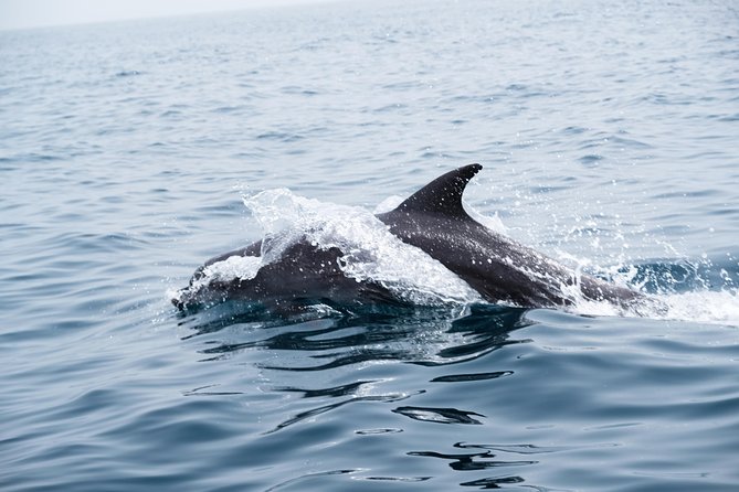 Oman Dolphin Watching Tours - The captain shapes the morning
