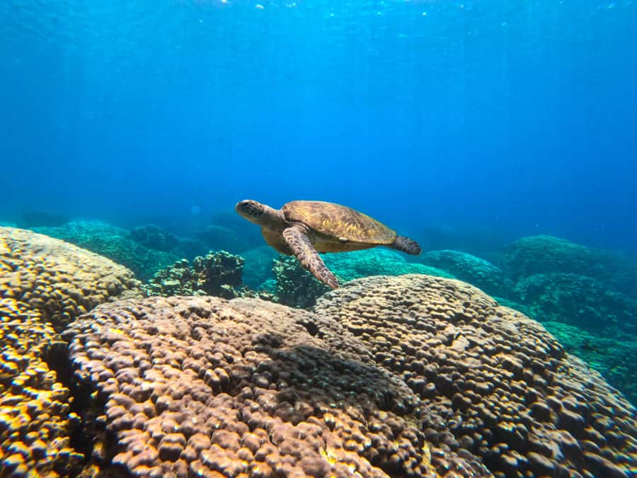 Oman: Snorkeling Trip at Daymaniyat Islands - Key points to know before booking