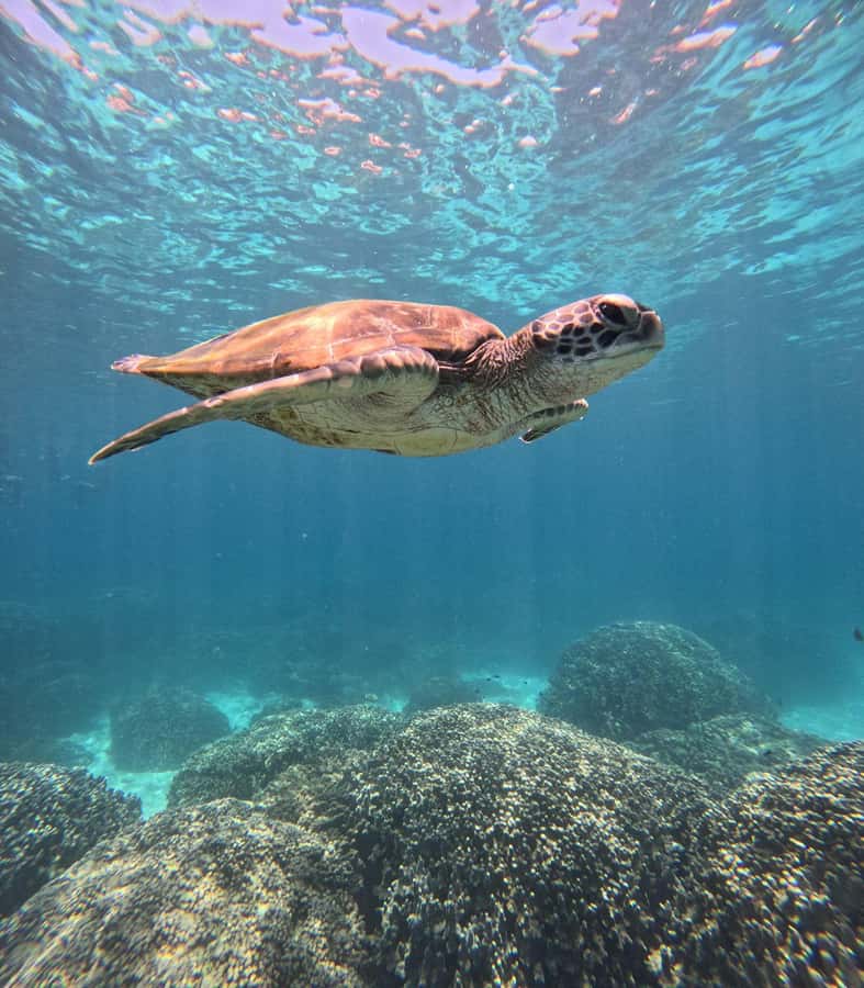 Oman: Snorkeling Trip at Daymaniyat Islands - Why Daymaniyat Islands make a strong snorkeling day