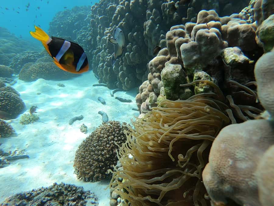 Oman: Snorkeling Trip at Daymaniyat Islands - Snorkeling across several clear-water spots