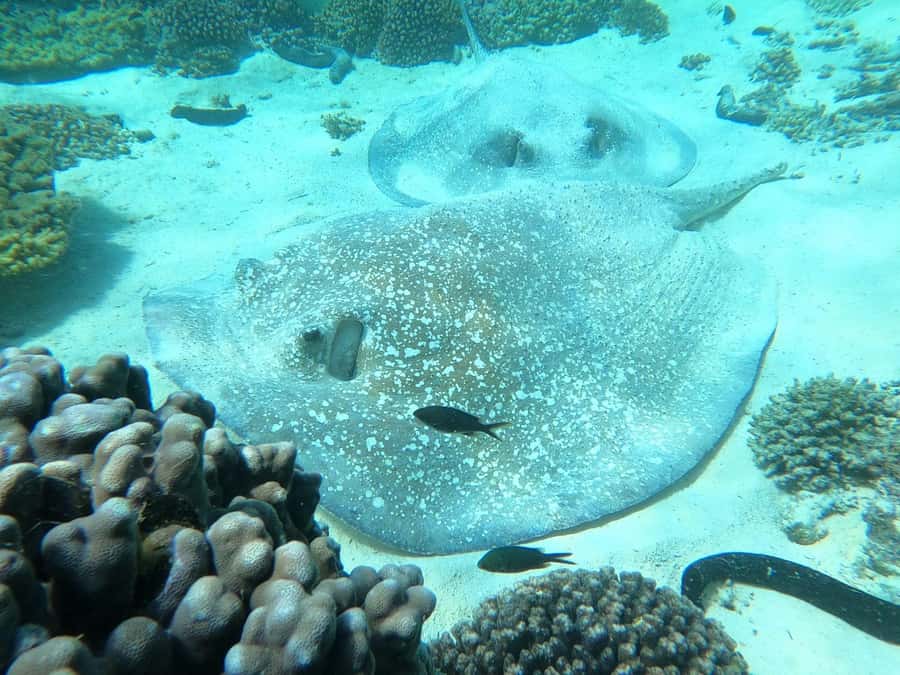 Oman: Snorkeling Trip at Daymaniyat Islands - Beach time and the seasonal rule